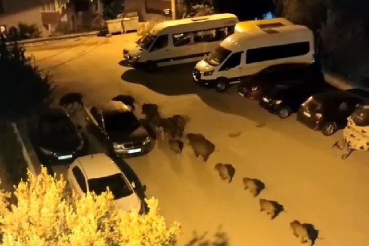 Bursa'da domuz sürüsü şehir merkezine indi