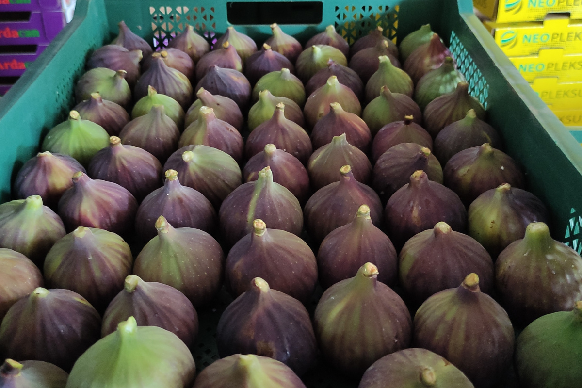 Dünyaca ünlü Kraliçe İnciri'nde aracı oyunu