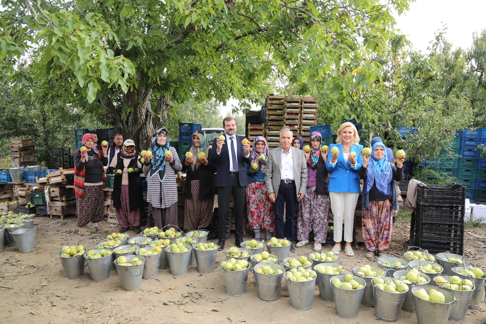 Donat ve Bursalı Gürsu Armut Hasadı Yaptı, “Bizim Elimiz Armut Topluyor” Dedi